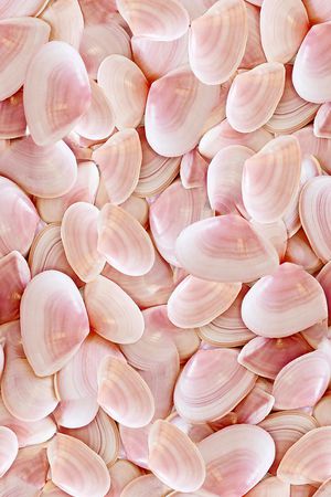 贝壳印花华亿平台图片