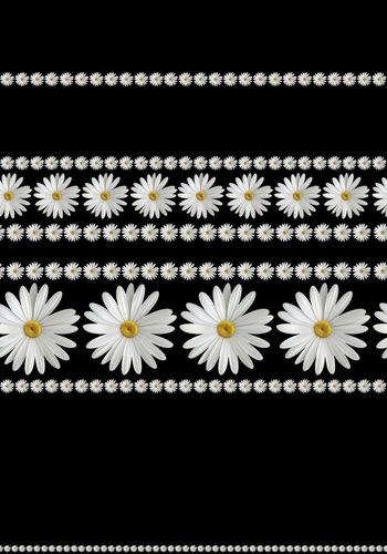 569521-优雅浪漫小雏菊花卉 黑底大牌定位印