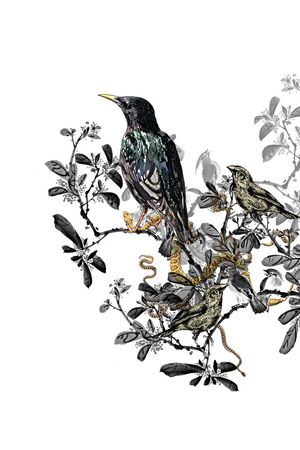 天堂鸟印花华亿平台图片