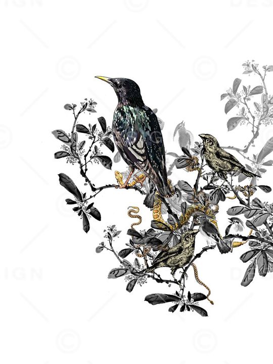 天堂鸟印花华亿平台图片