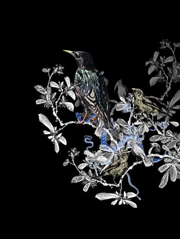 571481-时尚潮流大牌动物花鸟系列鸟蛇定位男