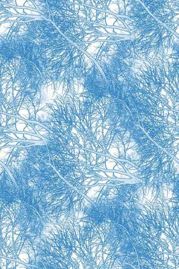 571763-雾凇大雪树木树枝冬天冬季几何图形