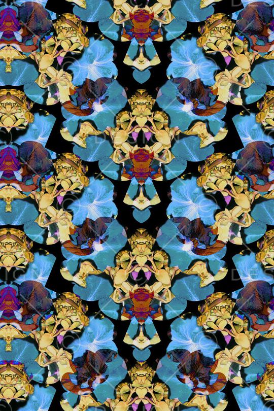 牵牛花印花华亿平台图片