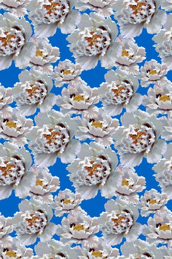 572183-cp原创手绘油画之花卉系列