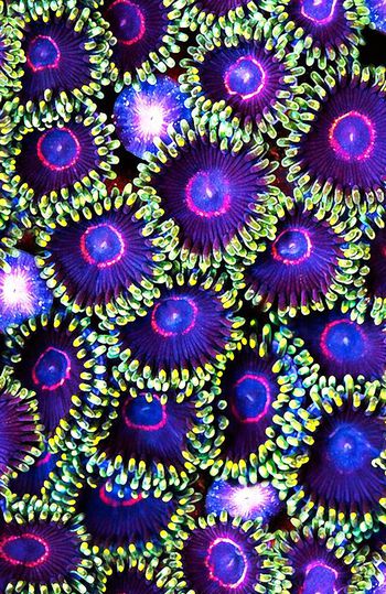 自然印花华亿平台图片