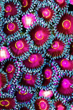 自然印花华亿平台图片