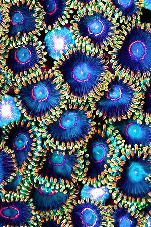 自然印花华亿平台图片