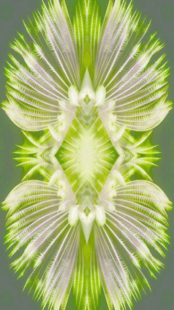 575163-唯美的羽毛