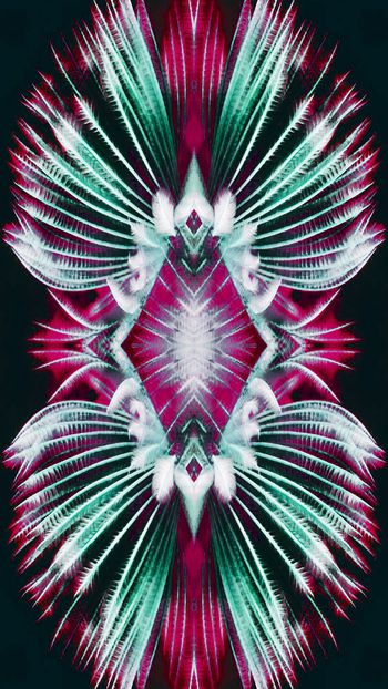 575164-唯美的羽毛