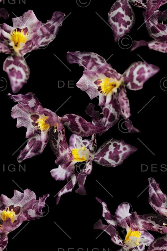 时尚大牌欧美风格印花华亿平台图片