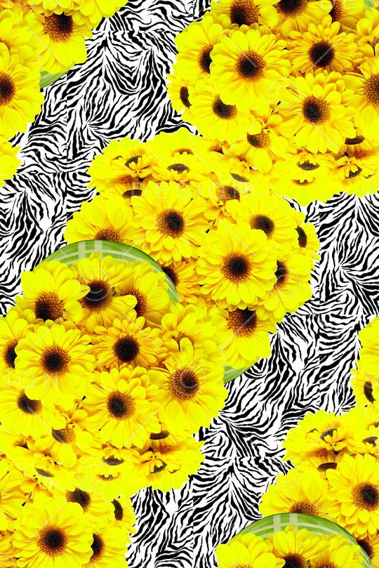 雏菊印花华亿平台图片