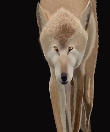 577274-动物与纯色