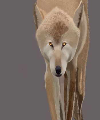 577275-动物与纯色