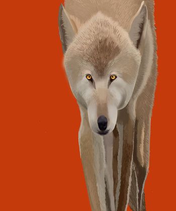 577276-动物与纯色