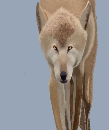 577277-动物与纯色