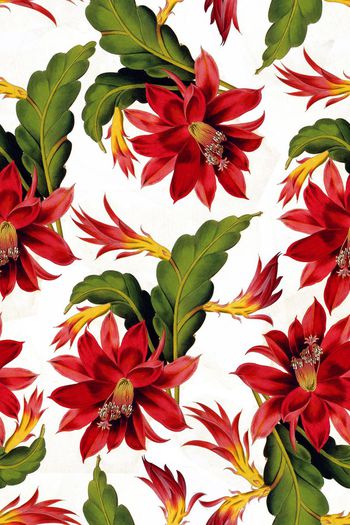 577339-荷花芭蕉叶花卉花朵2花瓣