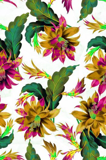 577340-荷花芭蕉叶花卉花朵2花瓣