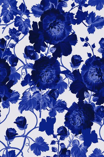 577502-大花朵玫瑰花蓝色植物枝叶2牡丹花