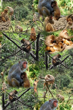 猴子印花华亿平台图片