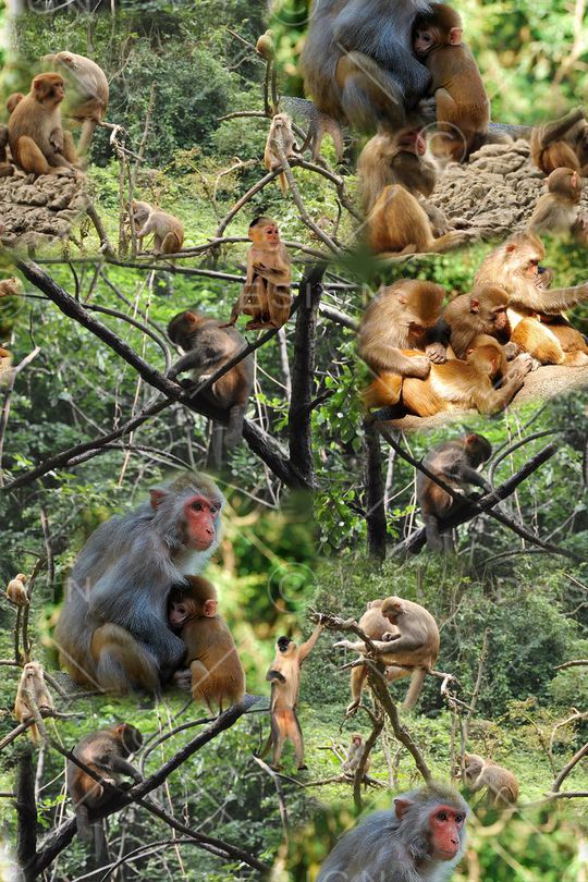 猴子印花华亿平台图片