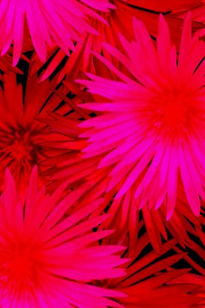 复古印花华亿平台图片