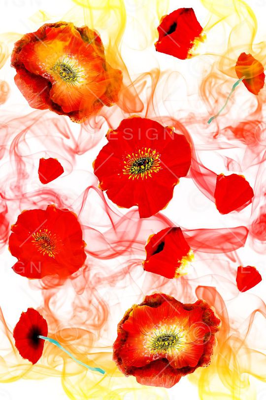 罂粟花印花华亿平台图片