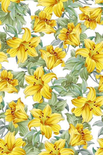 580047-南瓜花大花