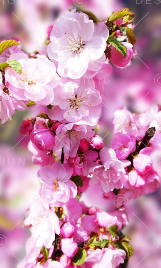 流行时尚印花华亿平台图片