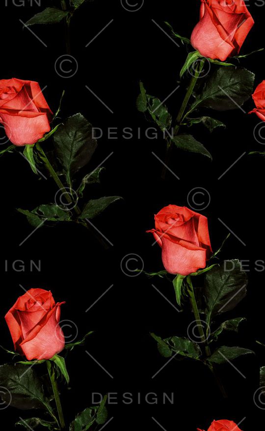 玫瑰花印花华亿平台图片