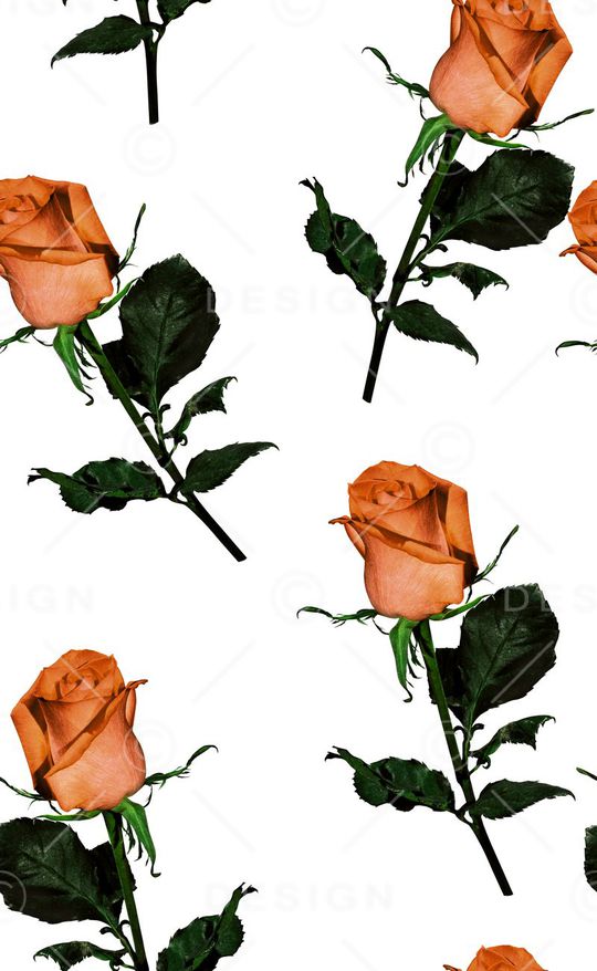 玫瑰花印花华亿平台图片