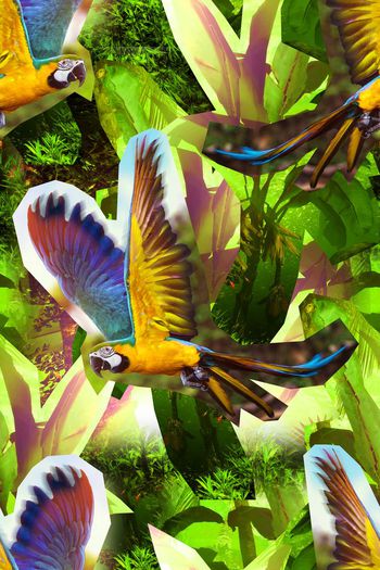 581713-热带雨林+雨林热恋