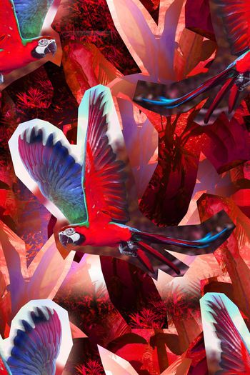 581714-热带雨林+雨林热恋