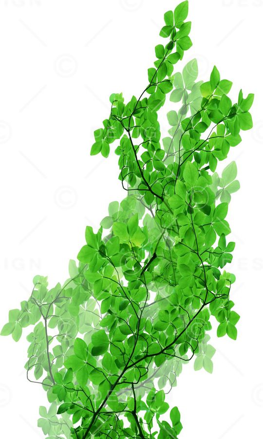 热带印花华亿平台图片