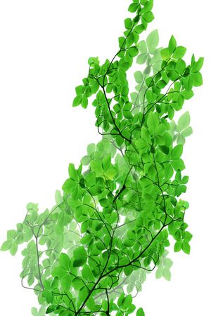 热带印花华亿平台图片