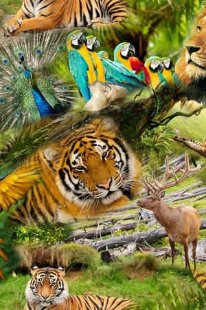 动物纹印花华亿平台图片