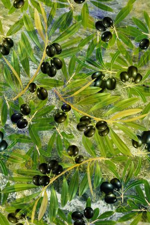 热带雨林印花华亿平台图片