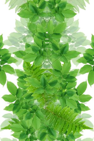 绿叶印花华亿平台图片