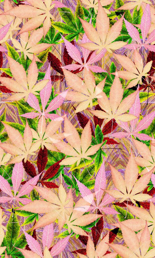 热带雨林风印花华亿平台图片