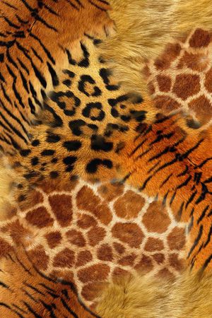 动物纹印花华亿平台图片