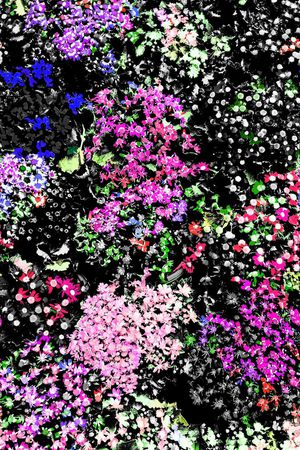 热带印花华亿平台图片