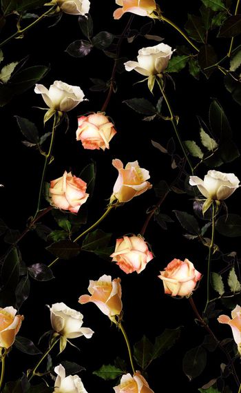 584290-欧美时尚玫瑰花系列