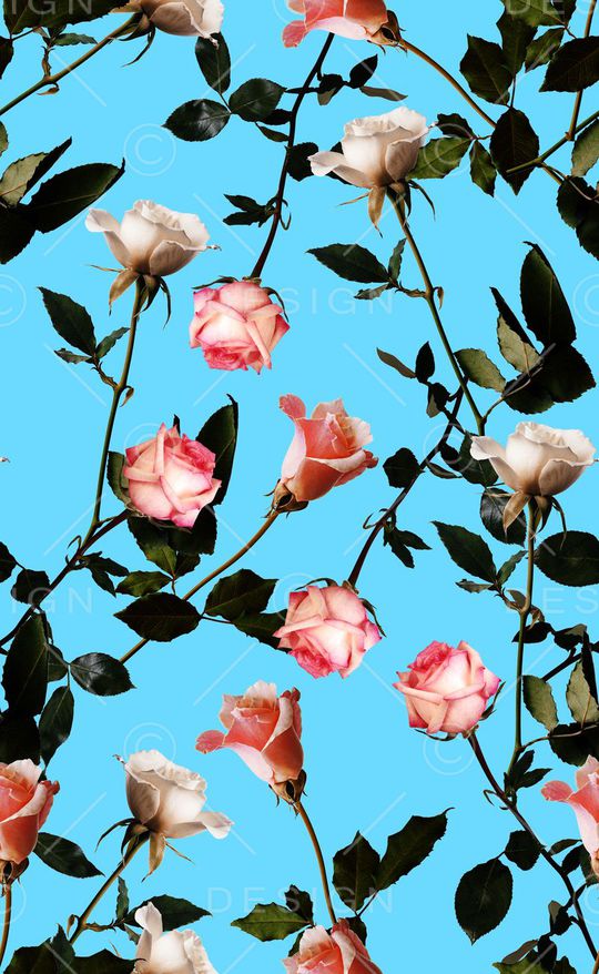 玫瑰花印花华亿平台图片