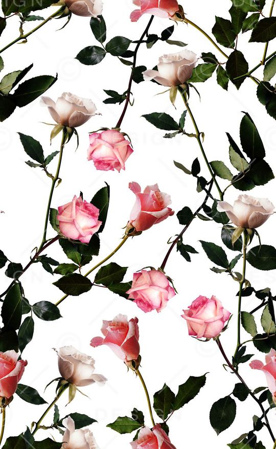 玫瑰花印花华亿平台图片