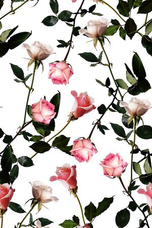 玫瑰花印花华亿平台图片