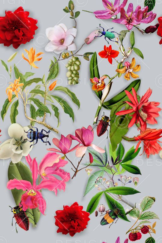 昆虫 甲虫印花华亿平台图片