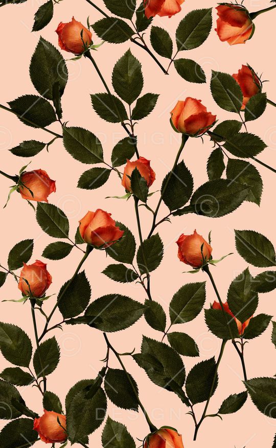 玫瑰花印花华亿平台图片