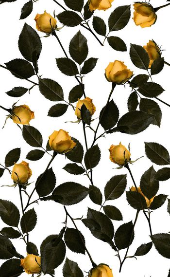 584554-欧美时尚玫瑰花系列