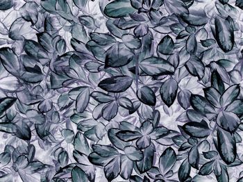 584561-灰色系叶草花