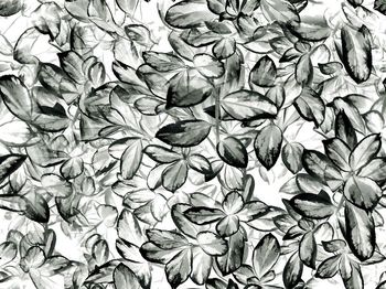 584567-灰色系叶草花