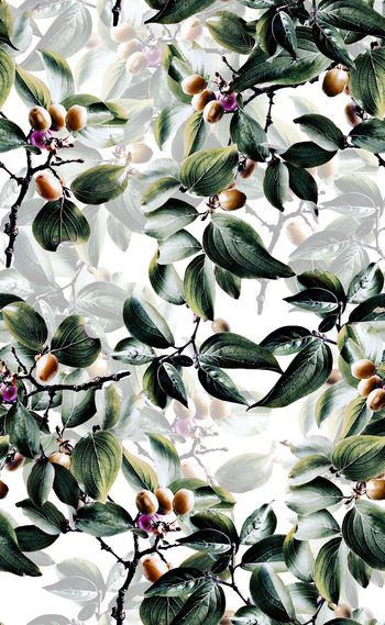 585538-欧美时尚绿色叶子